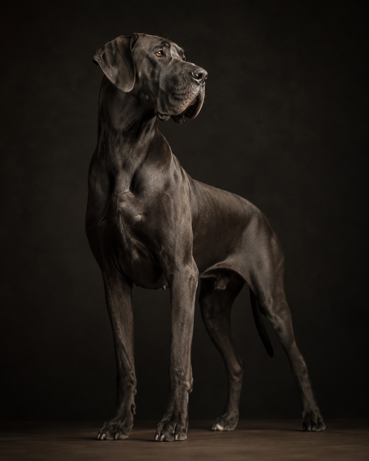 Exemplar 01, gigante do canil