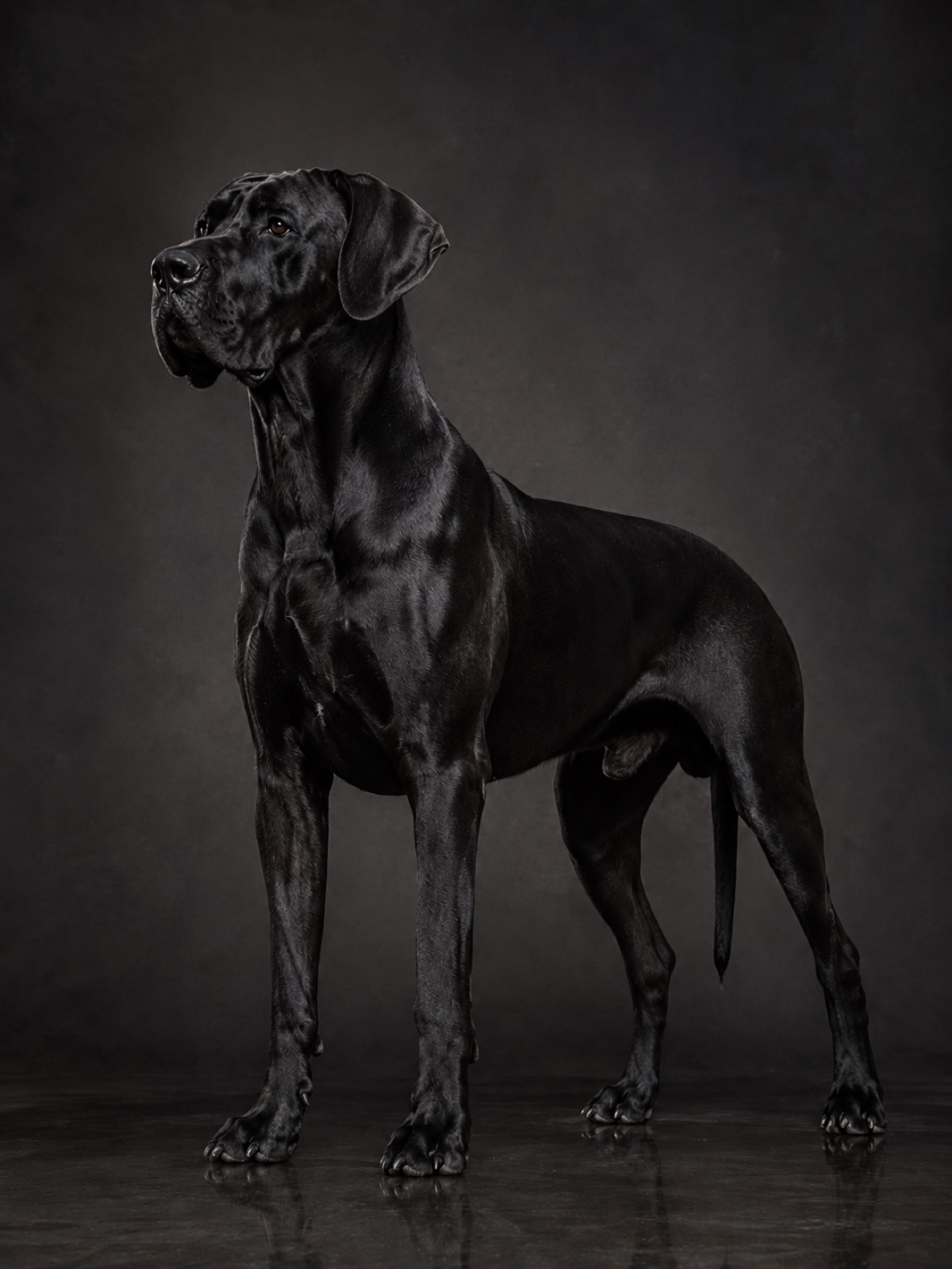 Exemplar 03, gigante do canil