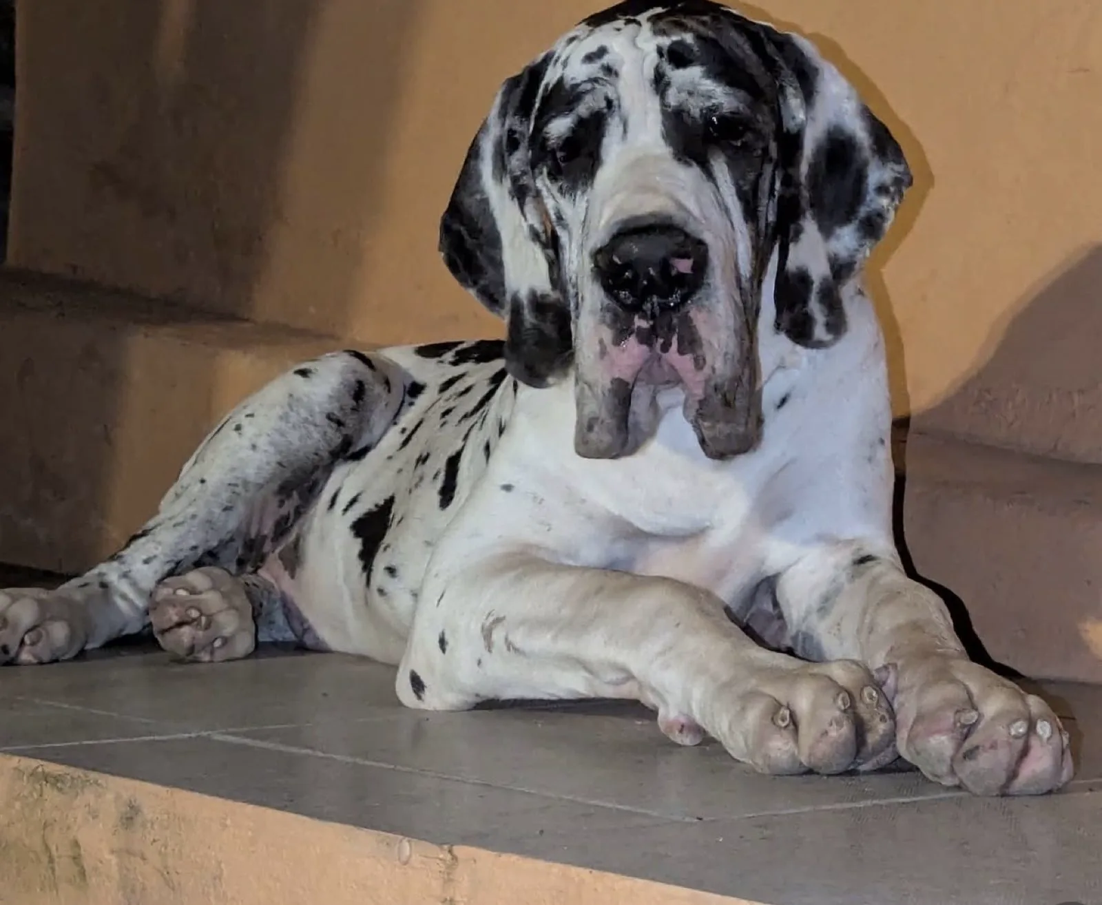 Dogue Alemão do Canil Lothbrok — Grande no porte, gentil na alma