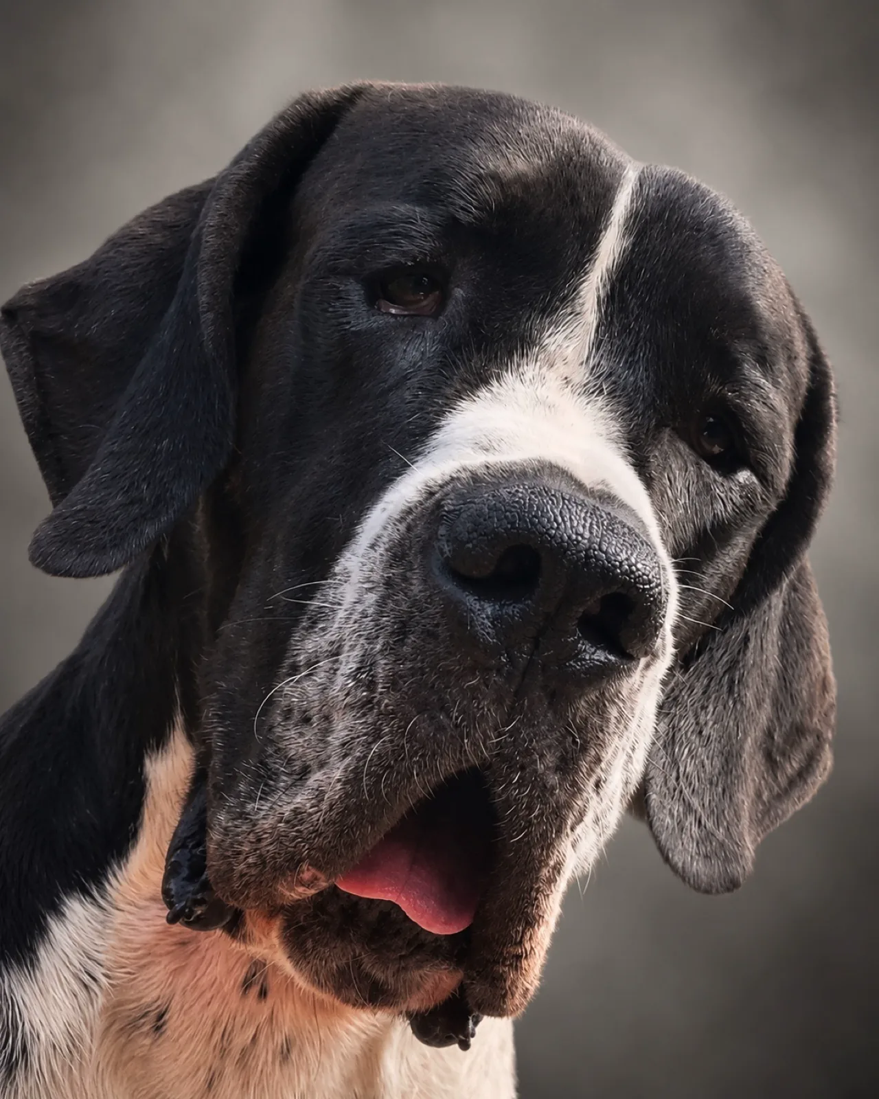 Dogue Alemão do Canil Lothbrok — Protege sem deixar de ser companheiro